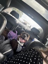 Found/Stray Female Dog last seen Applebees, Vancouver, WA 98682