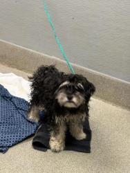 Shelter Stray Female Dog last seen RANCHO AND CHEYENNE, 655 N Mojave Rd, Las Vegas, NV 89101, USA