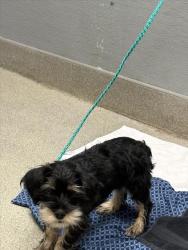 Shelter Stray Male Dog last seen RANCHO AND CHEYENNE, 655 N Mojave Rd, Las Vegas, NV 89101, USA