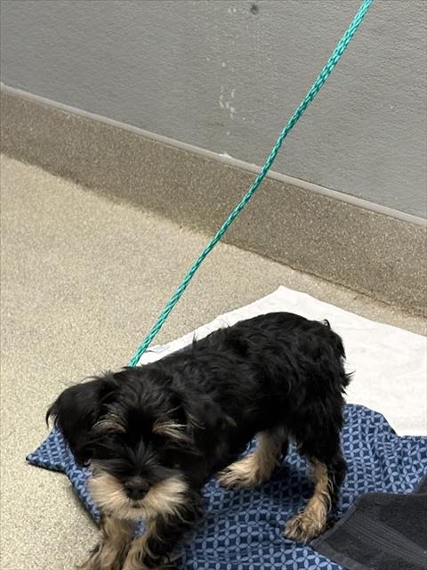 Shelter Stray Male Dog last seen RANCHO AND CHEYENNE, 655 N Mojave Rd, Las Vegas, NV 89101, USA