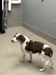 Shelter Stray Male Dog last seen CIVIC CENTER DR | E CHEYENNE AVE, 655 N Mojave Rd, Las Vegas, NV 89101, USA