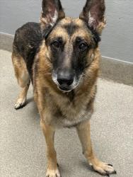 Shelter Stray Male Dog last seen Near BLK ROCK SPRINGS RD, 655 N Mojave Rd, Las Vegas, NV 89101, USA