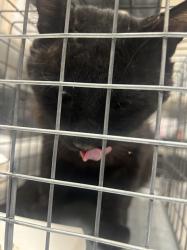 Shelter Stray Male Cat last seen Near BLOCK DONNA ST BLOCK, 655 N Mojave Rd, Las Vegas, NV 89101, USA