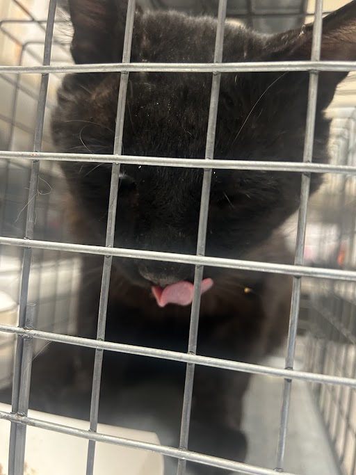 Shelter Stray Male Cat last seen Near BLOCK DONNA ST BLOCK, 655 N Mojave Rd, Las Vegas, NV 89101, USA