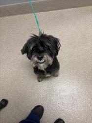 Shelter Stray Male Dog last seen E RUSSELL RD & BOULDER HWY, 655 N Mojave Rd, Las Vegas, NV 89101, USA