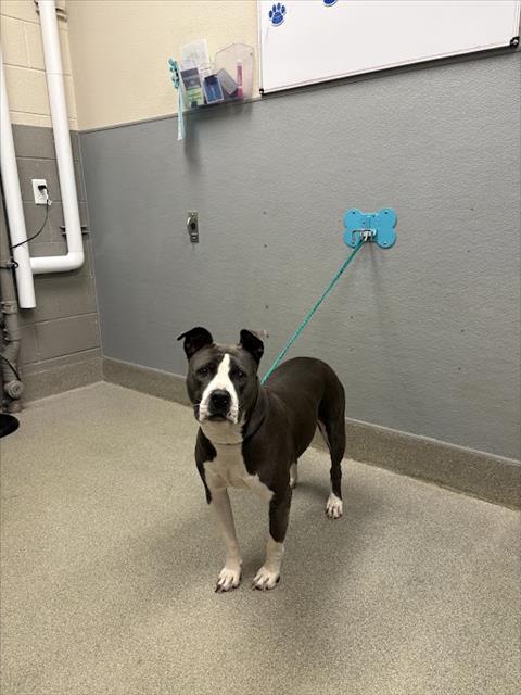 Shelter Stray Female Dog last seen DROPPED AT SHELTER, 655 N Mojave Rd, Las Vegas, NV 89101, USA