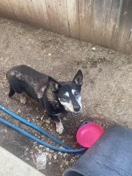 Found/Stray Male Dog last seen Sapphire and 46, across from Guadalajara meat market, New Braunfels, TX 78130