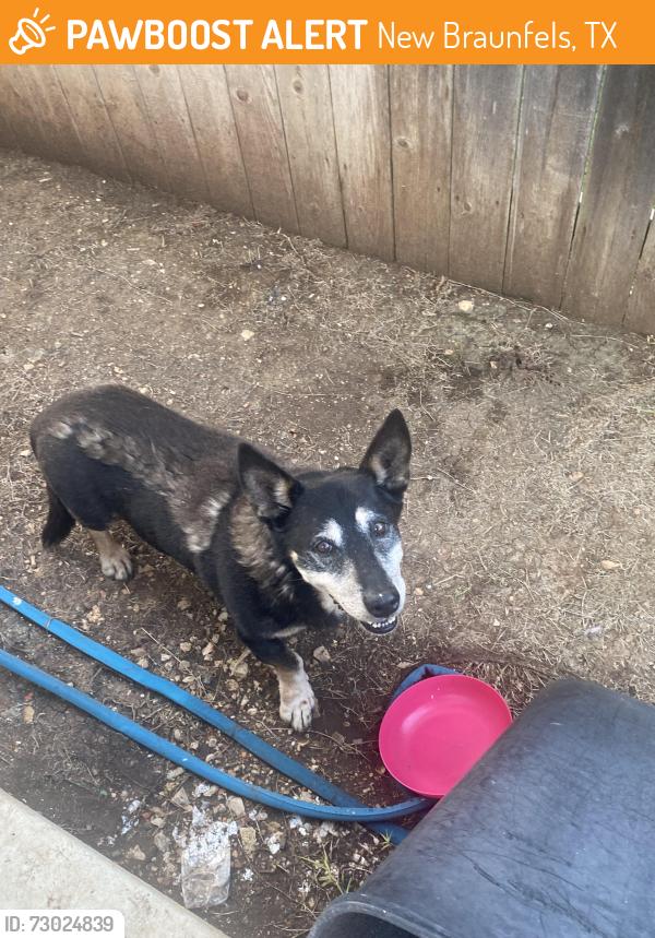 Found/Stray Male Dog last seen Sapphire and 46, across from Guadalajara meat market, New Braunfels, TX 78130