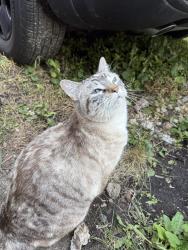 Found/Stray Female Cat last seen Parking lot, Minneapolis, MN 55408