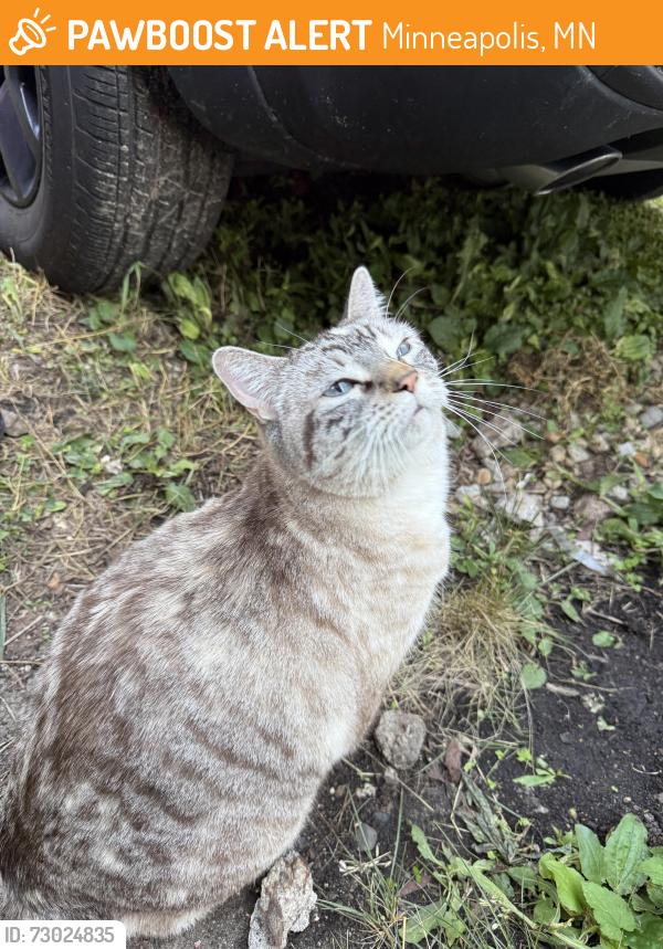 Found/Stray Female Cat last seen Parking lot, Minneapolis, MN 55408
