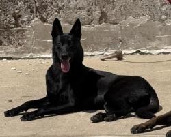 Lost Female Dog last seen Kossouth St, Newark, NJ 07105