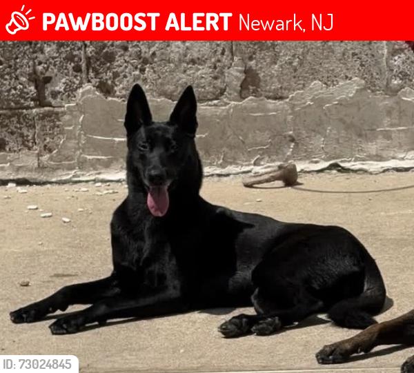 Lost Female Dog last seen Kossouth St, Newark, NJ 07105