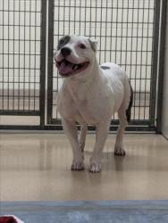 Shelter Stray Female Dog last seen 880/AST, 16 Barnes Ct, Hayward, CA 94544, USA