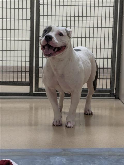 Shelter Stray Female Dog last seen 880/AST, 16 Barnes Ct, Hayward, CA 94544, USA