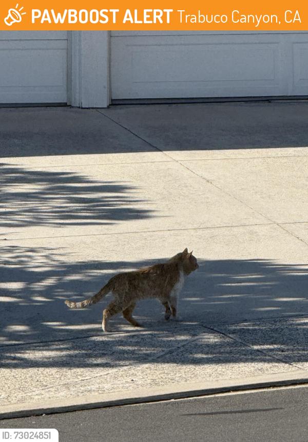 Found/Stray Unknown Cat last seen Fall River Road & Millstream Rd, Trabuco Canyon, CA 92679
