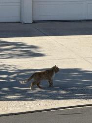 Found/Stray Unknown Cat last seen Fall River Road & Millstream Rd, Trabuco Canyon, CA 92679