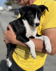 Found/Stray Female Dog last seen Near block of Oxford Ave, Hawthorne, CA 90250