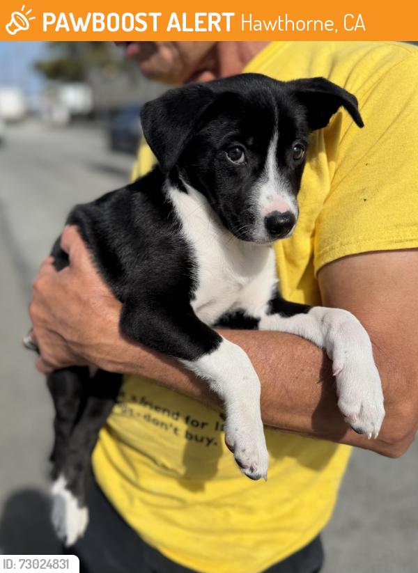 Found/Stray Female Dog last seen Near block of Oxford Ave, Hawthorne, CA 90250