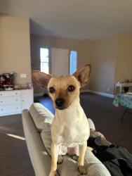 Reunited Female Dog last seen U-Haul , Oakland, CA 94601