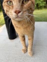 Found/Stray Male Cat last seen South plantation neighborhood, Johnston County, NC 27520