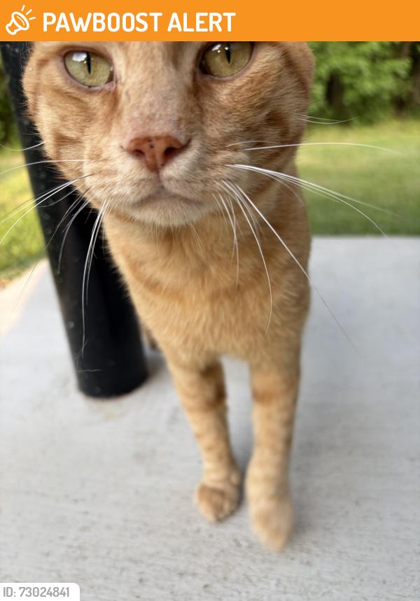 Found/Stray Male Cat last seen South plantation neighborhood, Johnston County, NC 27520