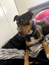 Lost Male Dog last seen Near University center Dr, Las Vegas, NV 89119