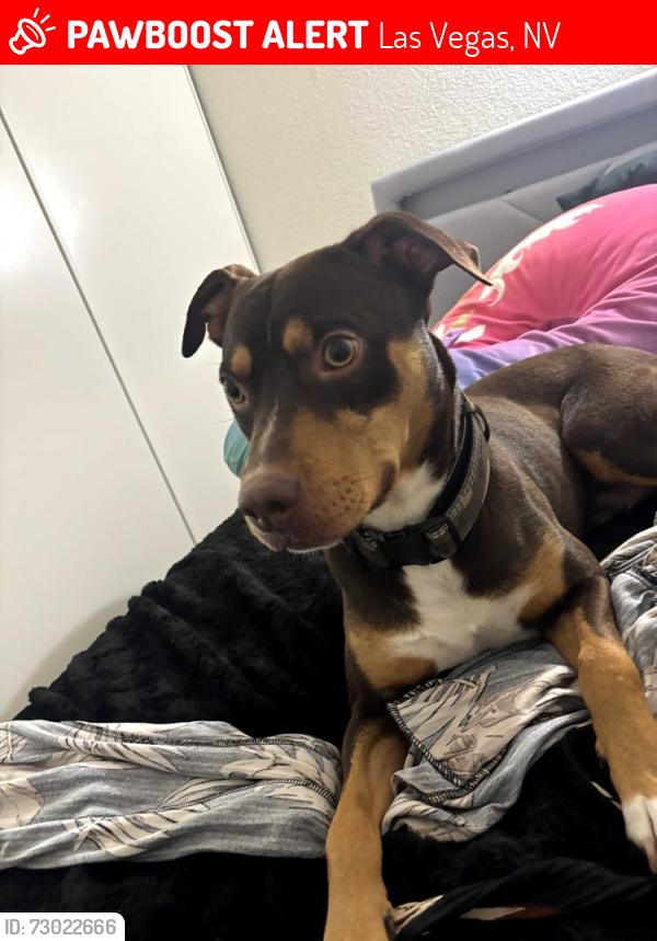 Lost Male Dog last seen Near University center Dr, Las Vegas, NV 89119