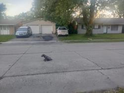 Found/Stray Unknown Dog last seen 38th Franklin, Indianapolis, IN 46226