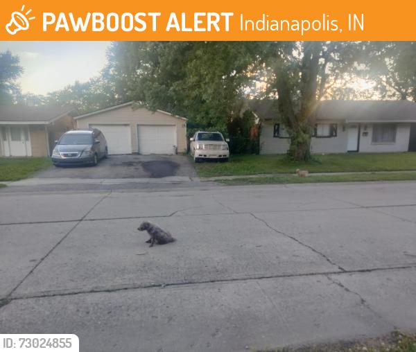 Found/Stray Unknown Dog last seen 38th Franklin, Indianapolis, IN 46226
