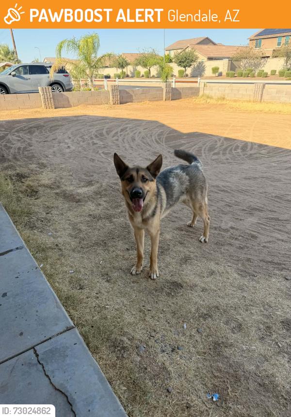 Found/Stray Male Dog last seen Near ave Bethany, Glendale, AZ 85301