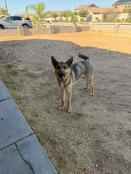 Found/Stray Male Dog last seen Near ave Bethany, Glendale, AZ 85301