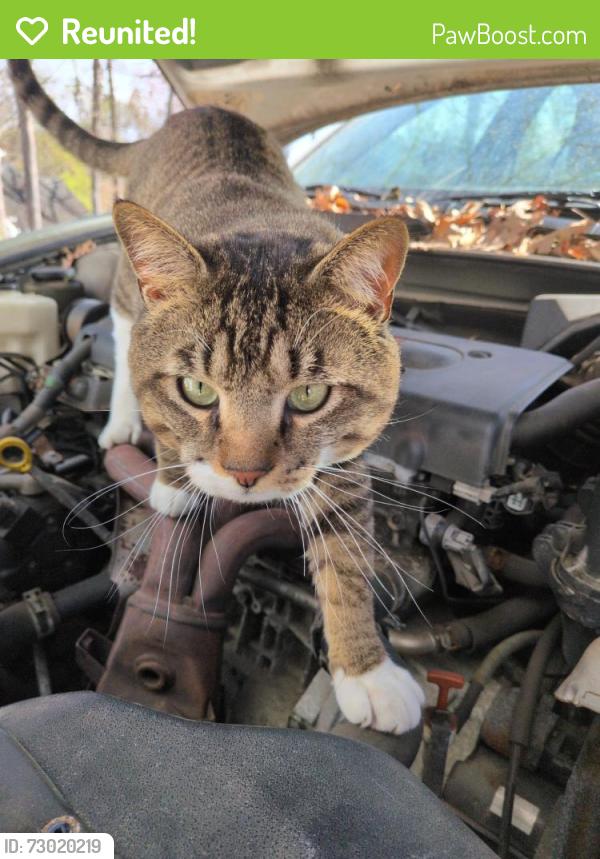 Reunited Male Cat last seen Reams Road Elementary, North Chesterfield, VA 23236