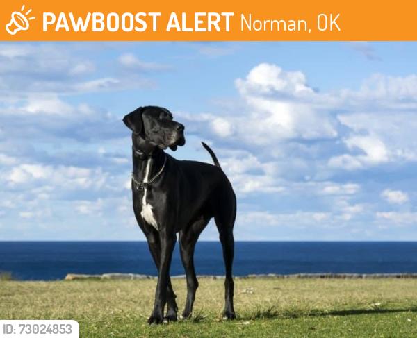 Found/Stray Unknown Dog last seen E Tecumseh Rd. & Palamino Way, Norman, OK 73071