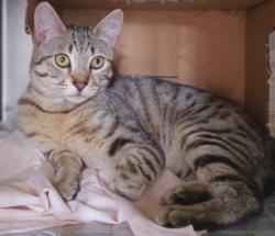 Shelter Stray Male Cat last seen , 1850 W 60th St, Los Angeles, CA 90047, USA