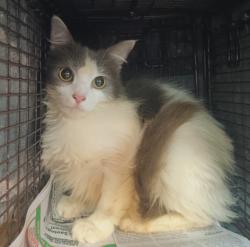 Shelter Stray Female Cat last seen , 1850 W 60th St, Los Angeles, CA 90047, USA