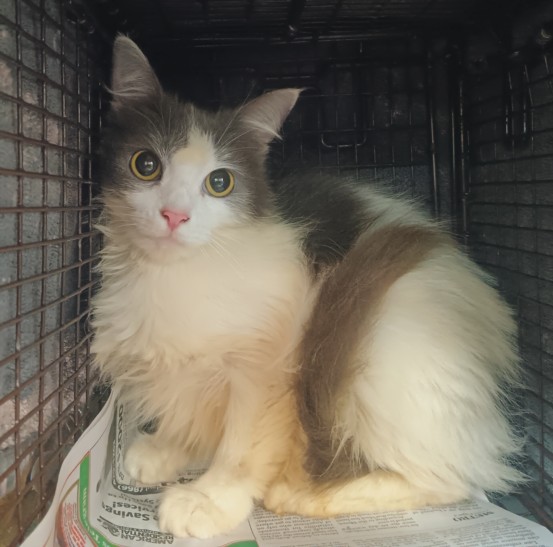 Shelter Stray Female Cat last seen , 1850 W 60th St, Los Angeles, CA 90047, USA