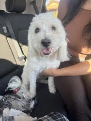 Found/Stray Female Dog last seen birdsong way st, Las Vegas, NV 89147