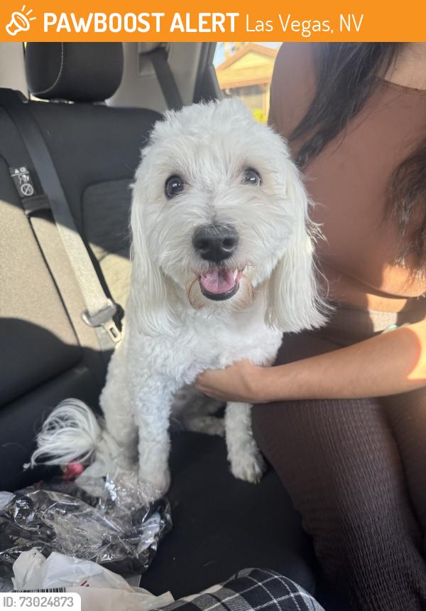 Found/Stray Female Dog last seen birdsong way st, Las Vegas, NV 89147