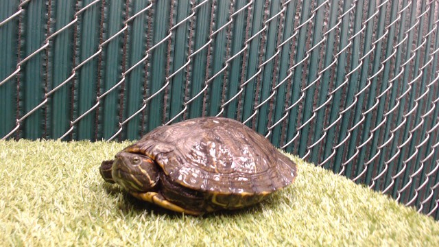 Shelter Stray Female Other last seen , 11258 Garfield Ave, Downey, CA 90242, USA