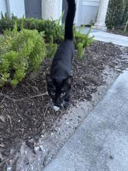 Found/Stray Unknown Cat last seen By pool, Jupiter, FL 33458