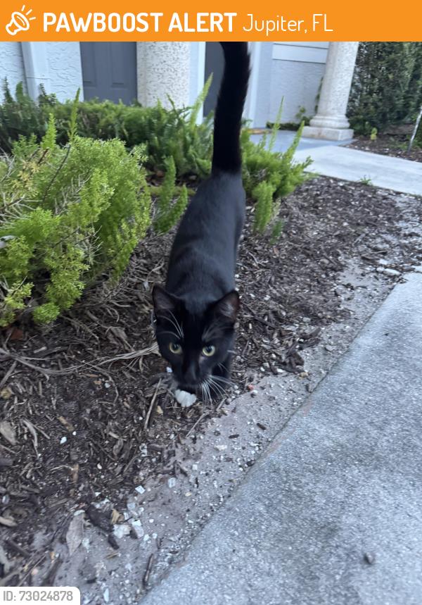 Found/Stray Unknown Cat last seen By pool, Jupiter, FL 33458