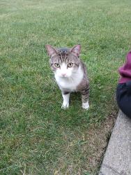 Found/Stray Male Cat last seen Britannia & Grossbeak, Mississauga, ON L5N