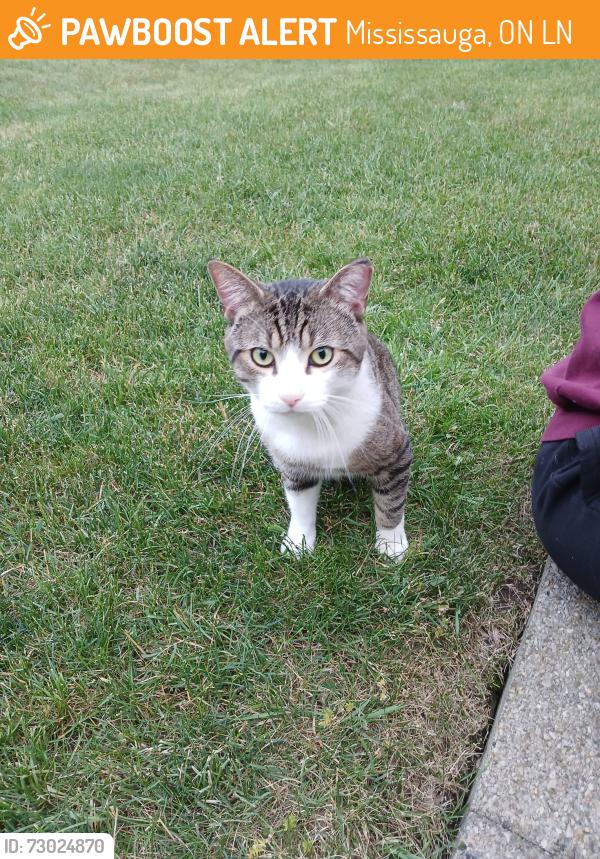 Found/Stray Male Cat last seen Britannia & Grossbeak, Mississauga, ON L5N