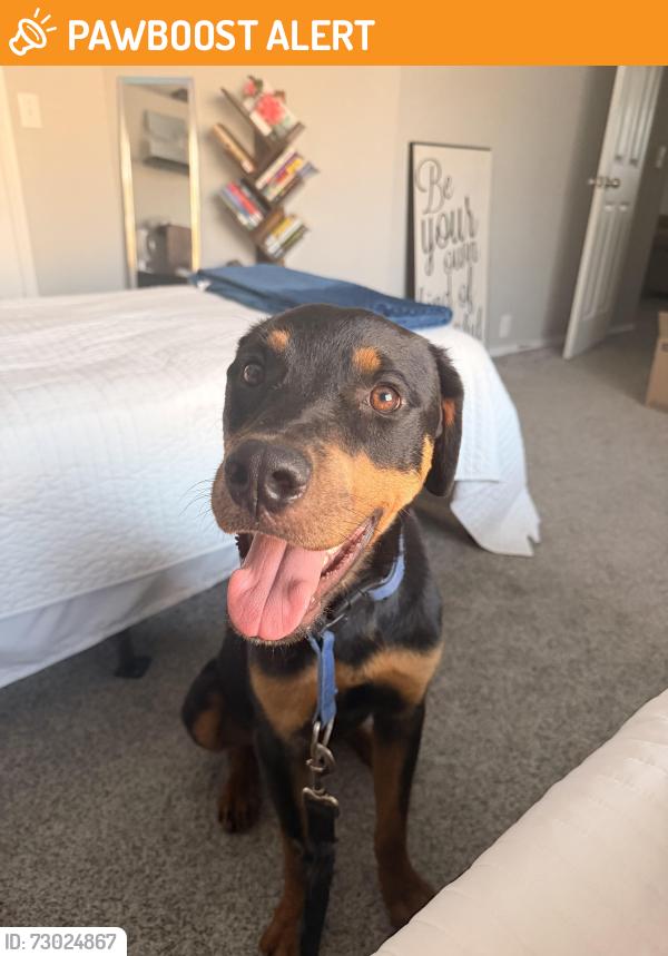 Found/Stray Male Dog last seen Glenwyck Dr & Harmonson Rd, North Richland Hills, TX 76180