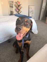Found/Stray Male Dog last seen Glenwyck Dr & Harmonson Rd, North Richland Hills, TX 76180