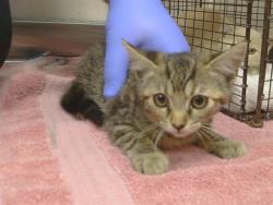 Shelter Stray Female Cat last seen BOLT CT/THUNDER WAY, 95826, 3839 Bradshaw Rd, Sacramento, CA 95827, USA