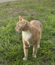 Lost Female Cat last seen Sepulveda, Los Angeles, CA 90045
