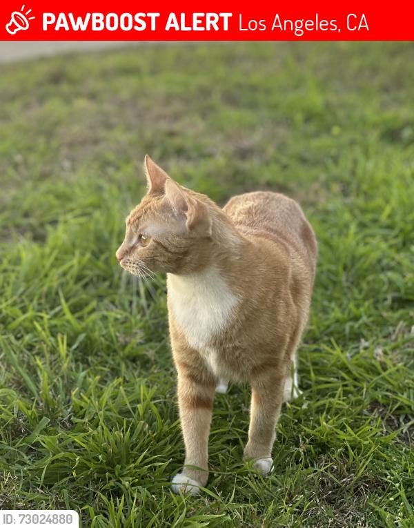 Lost Female Cat last seen Sepulveda, Los Angeles, CA 90045