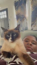 Reunited Female Cat last seen Markison, Columbus, OH 43207