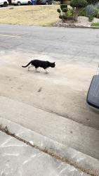 Found/Stray Unknown Cat last seen Apollo and E Indian Rock Rd, Vista CA 92084, Vista, CA 92084